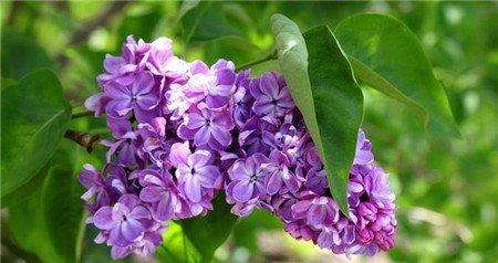 紫色丁香花