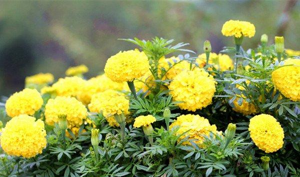 万寿菊的花语及传说