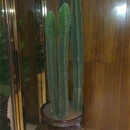 量天尺可以家养吗 量天尺可以家养吗