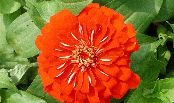 百日草（百日菊）花语大全