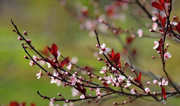 紫叶李什么时候开花