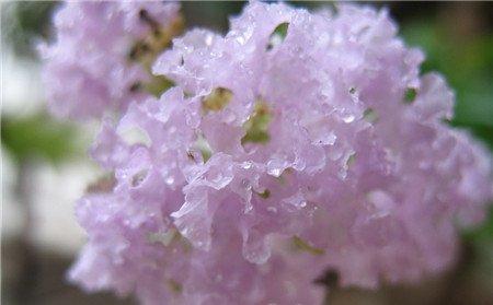 紫薇花造型的其他操作 紫薇花造型的其他操作