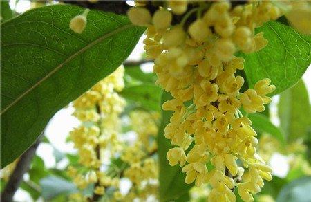 直杆分支均匀蘑菇头式样 直杆分支均匀蘑菇头式样