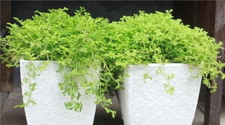 翠云草的作用 翠云草的作用