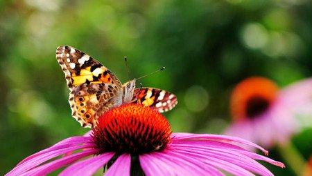 松果菊药用的注意事项