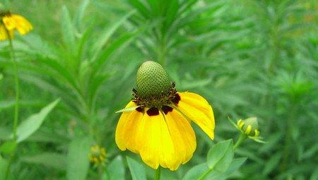 松果菊的观赏价值