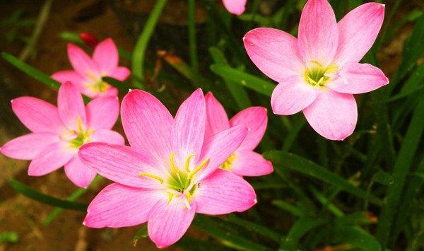 韭菜莲的价值