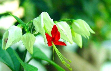 龙吐珠的主要价值：药用