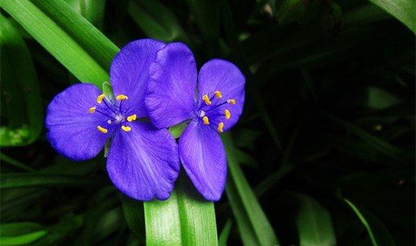 紫露草的花语和传说