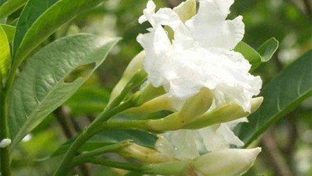 狗牙花的药用价值