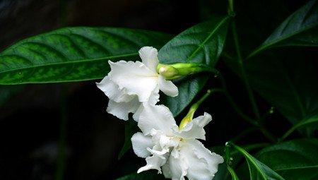 狗牙花的欣赏价值