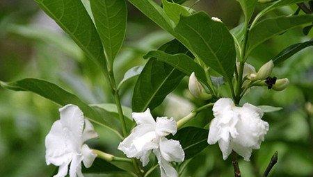 狗牙花的药用方法