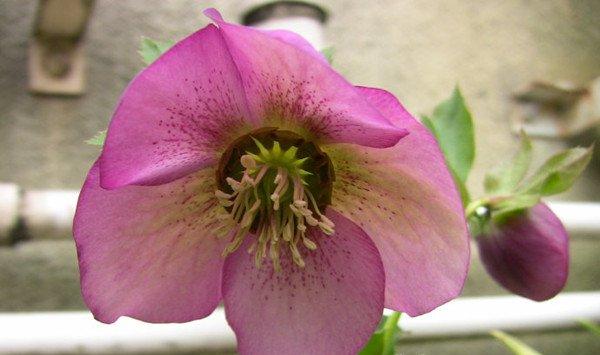 嚏根草有毒吗,能不能家养 嚏根草有毒吗,能不能家养