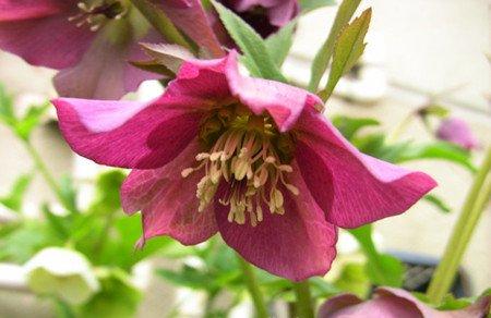 嚏根草能不能家养