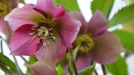 嚏根草有毒吗 嚏根草有毒吗