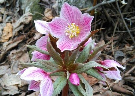 嚏根草的文化传说