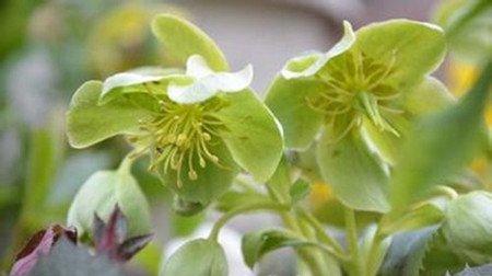 嚏根草的花语 嚏根草的花语