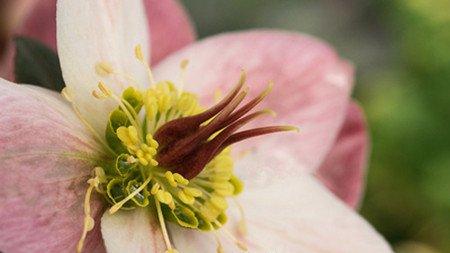 嚏根草的应用价值 嚏根草的应用价值