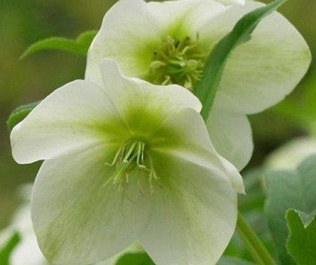 嚏根草的园林观赏价值 嚏根草的园林观赏价值