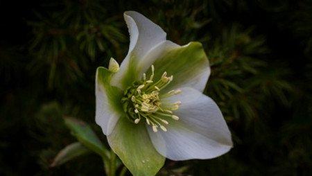 嚏根草的药用价值