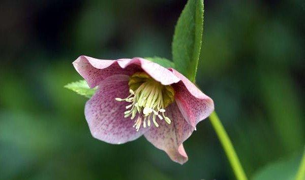 嚏根草的价值 嚏根草的价值
