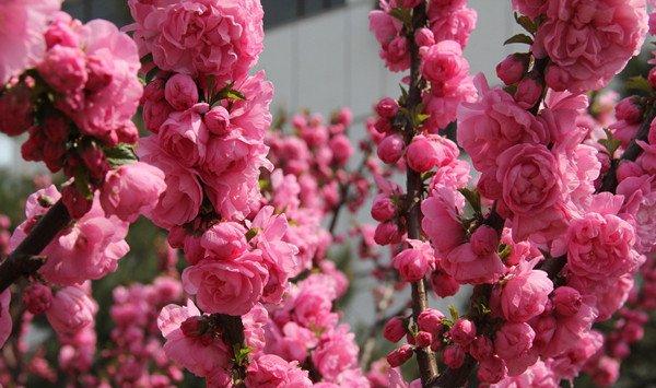 榆叶梅的花语及作用