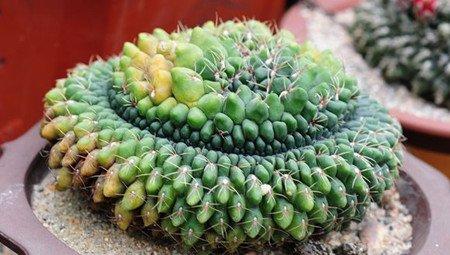 绯花玉冠