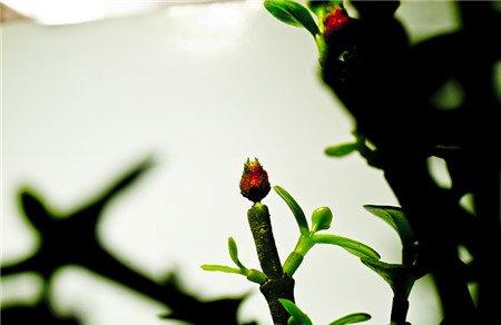 金枝玉叶的盆栽价值 金枝玉叶的盆栽价值