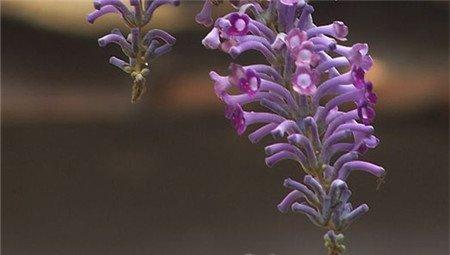 醉鱼草