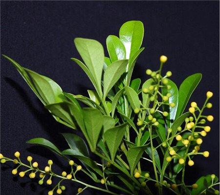 米兰花开花图片欣赏 米兰花开花图片欣赏