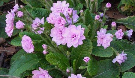 报春花开花图片欣赏 报春花开花图片欣赏
