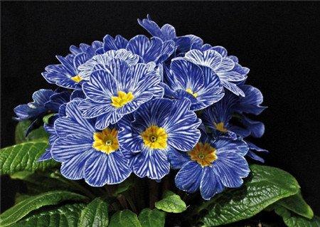 报春花开花的特点 报春花开花的特点