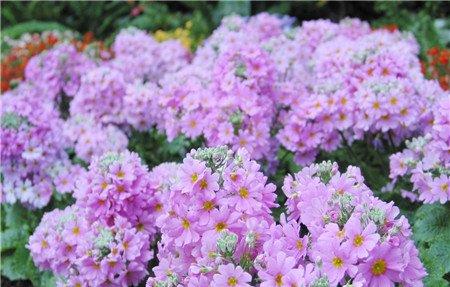 报春花开花图片欣赏 报春花开花图片欣赏