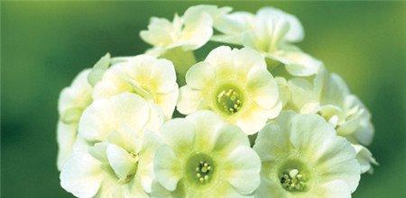 报春花开花图片欣赏 报春花开花图片欣赏