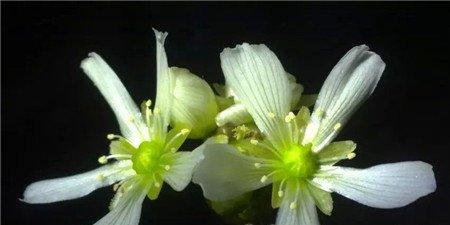 捕蝇草的花期 捕蝇草的花期