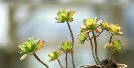 老桩 老桩
