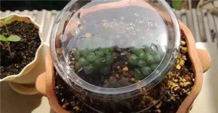 闷养 闷养