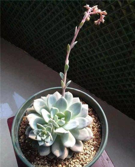 花箭 花箭