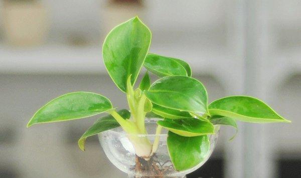 金牛座的幸运植物——水培金钻