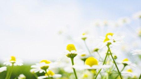 关于菊花的民间故事 关于菊花的民间故事