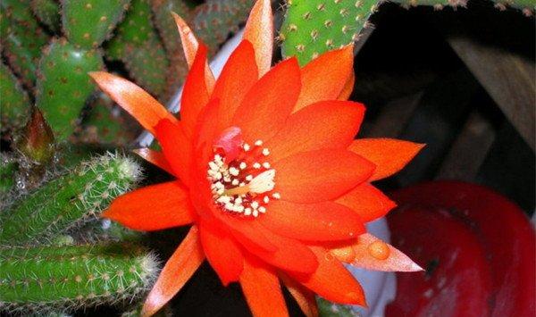 黄金钮的花语及传说