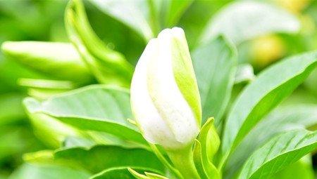 栀子花花苞 栀子花花苞
