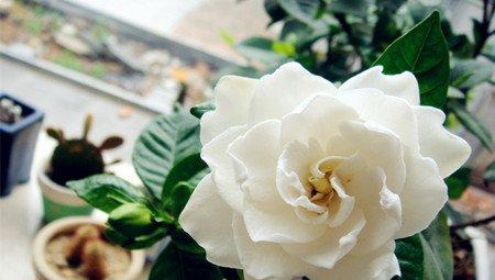 栀子花 栀子花