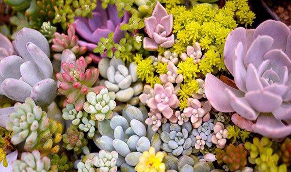 适合养在家里的“懒人植物”