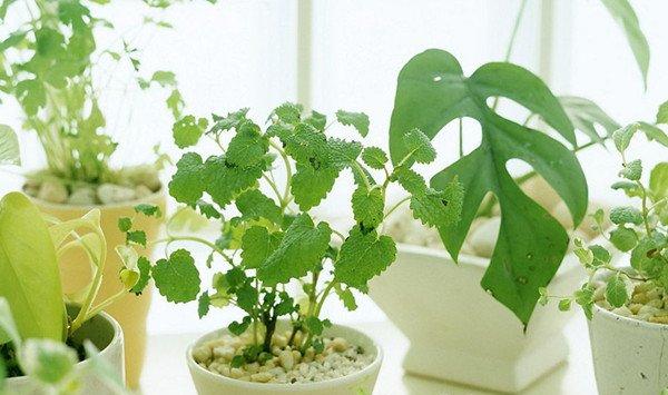 适合摆在家里合适位置的几种植物