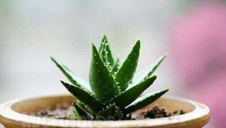 芦荟 芦荟