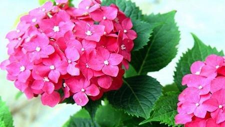 洋绣球花 洋绣球花