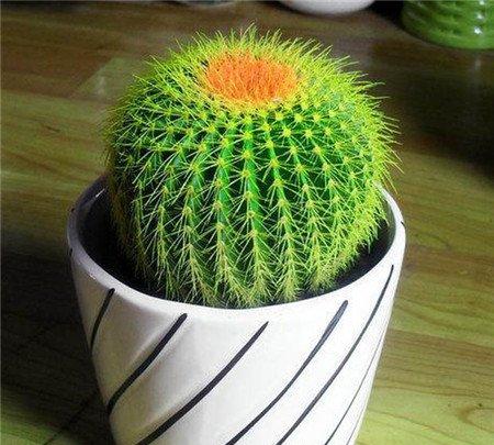 仙人掌 仙人掌