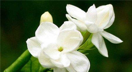 栀子花放卧室好吗? 栀子花放卧室好吗?
