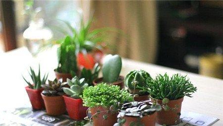 栀子花放在卧室怎么养? 栀子花放在卧室怎么养?